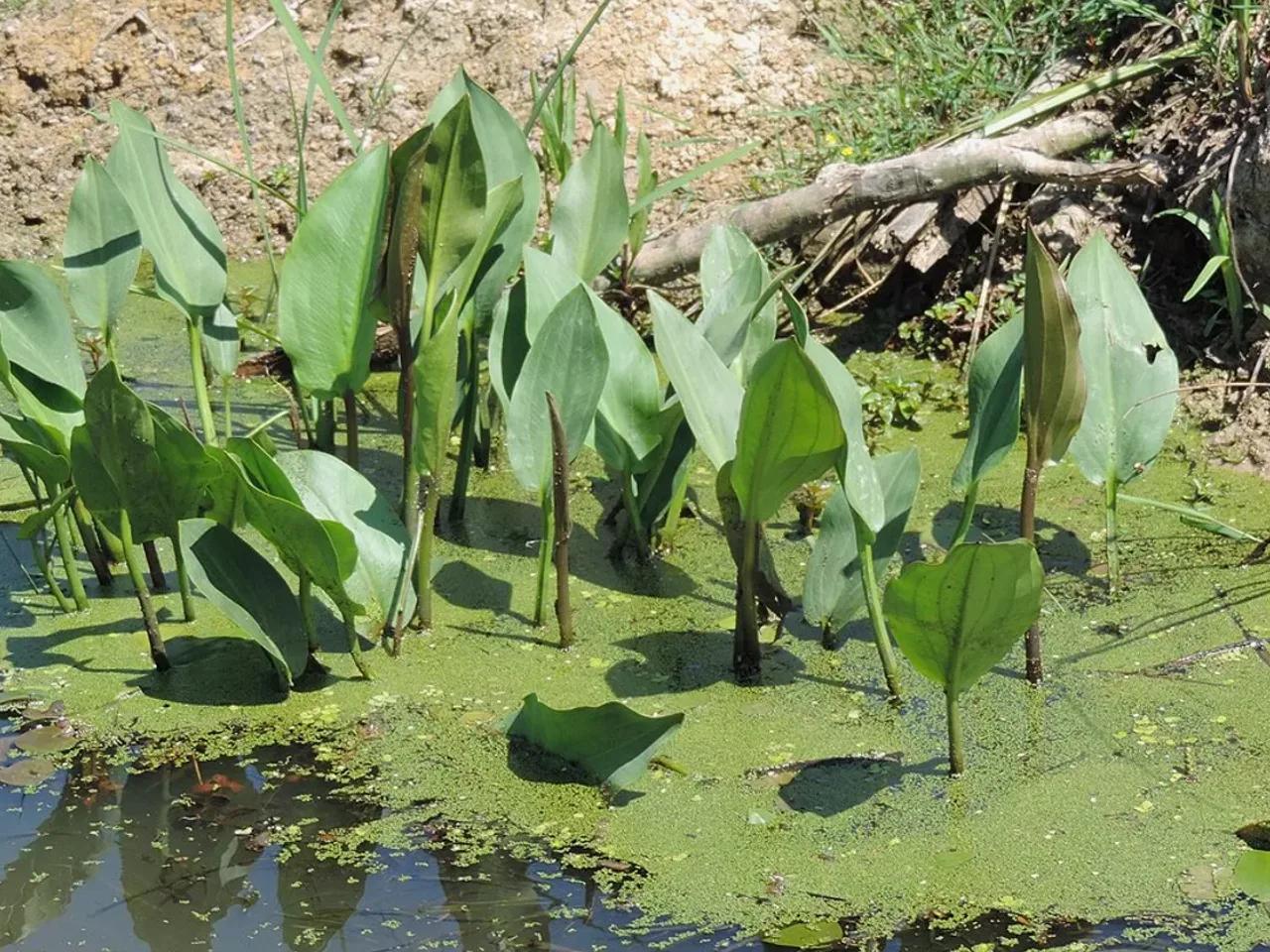 Acarlar Longoz Ormanı Sulak Alanı