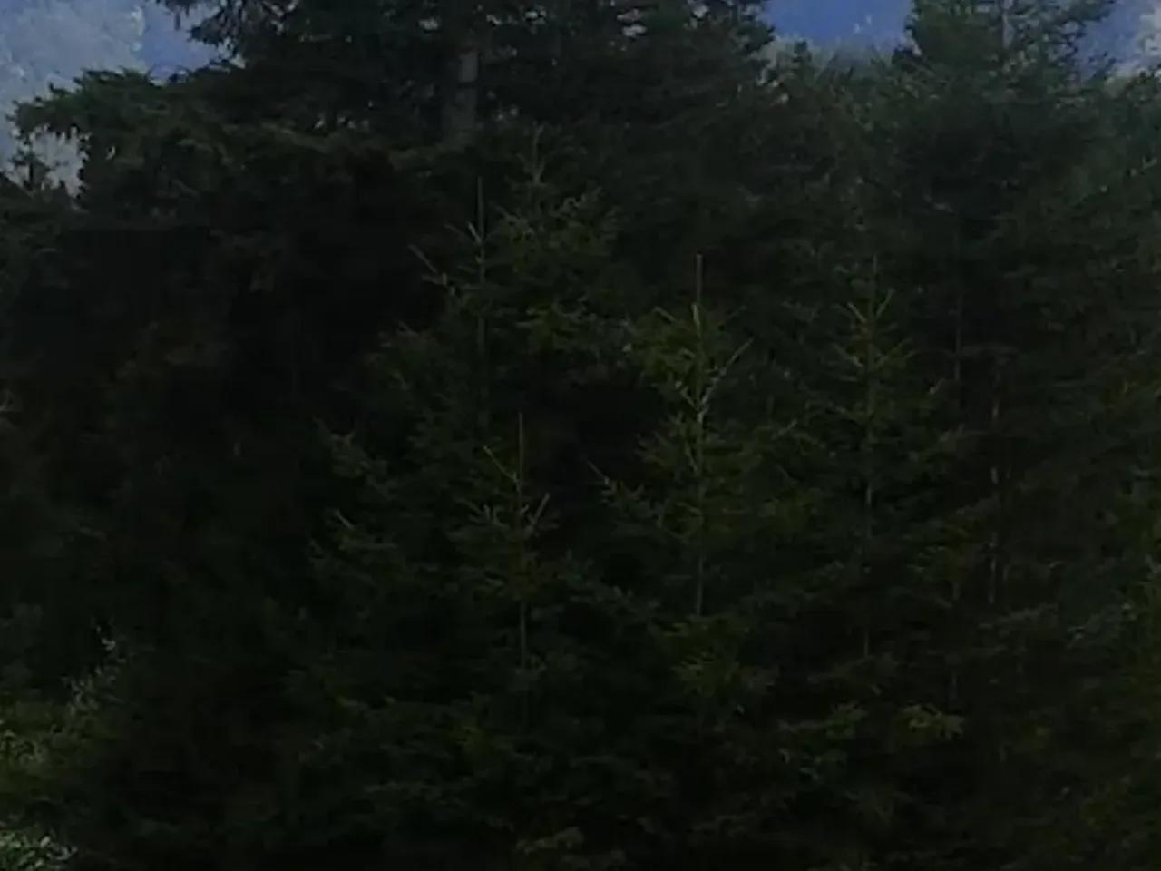 Ağaçbaşı Tabiat Parkı (Giresun) - 3