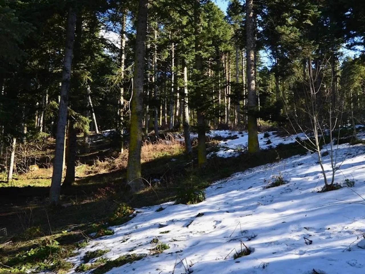 Akdoğan ve Rüzgarlar Ebe Çamı Tabiatı Koruma Alanı