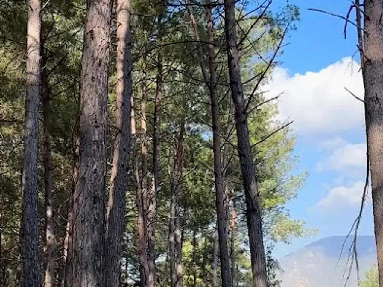 Akoluk Yaylası - 2