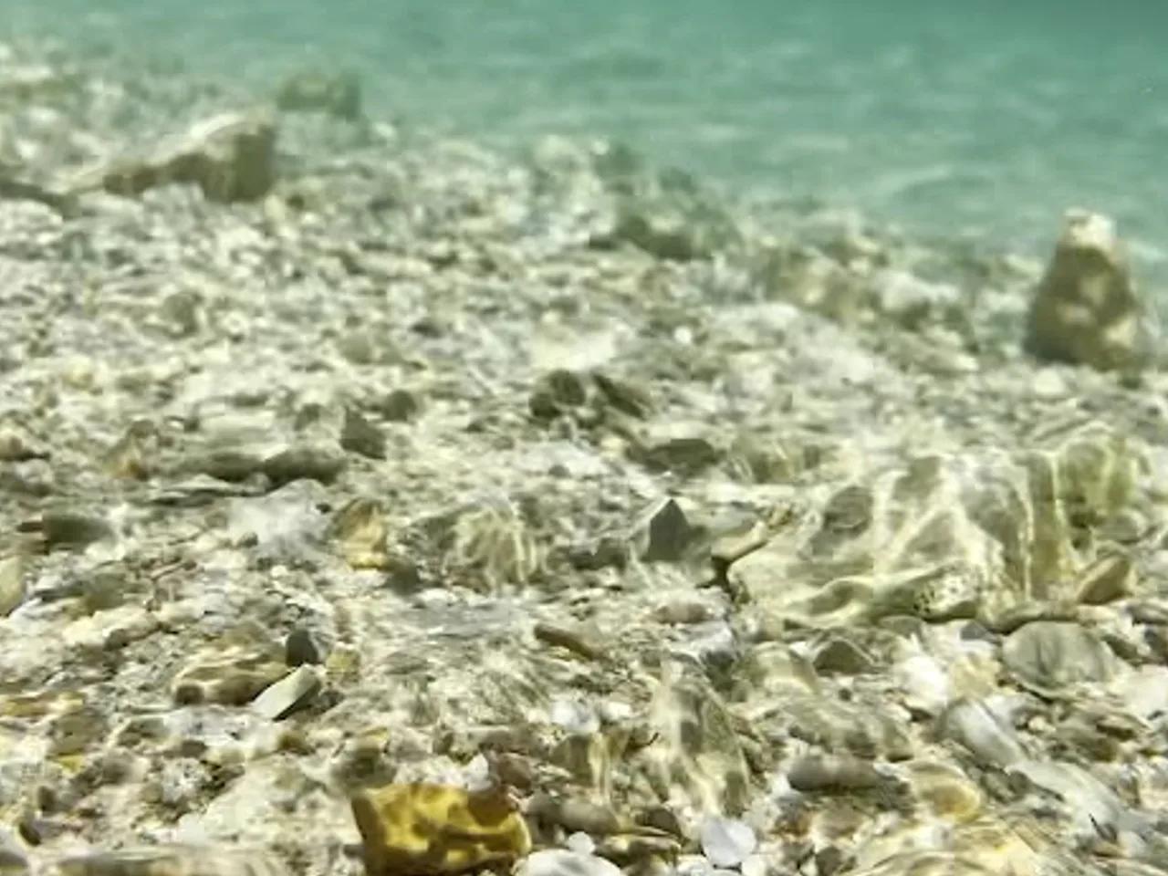 AKVARYUM KOYU - 2