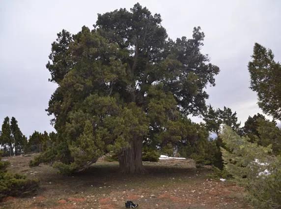 Alanın Ardıcı Tabiat Anıtı - Erzincan tabiat parkı fotoğrafı