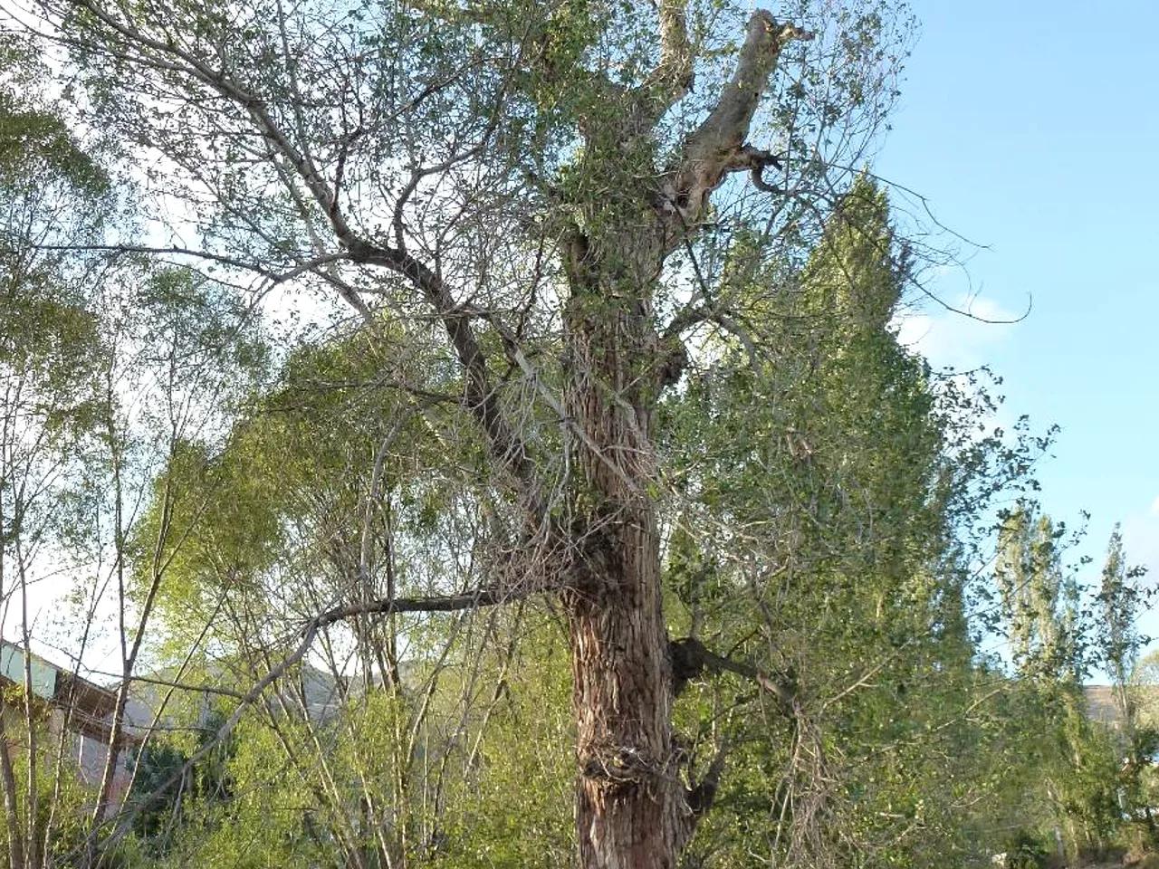 Aliağa'nın Kavağı Tabiat Anıtı - 2