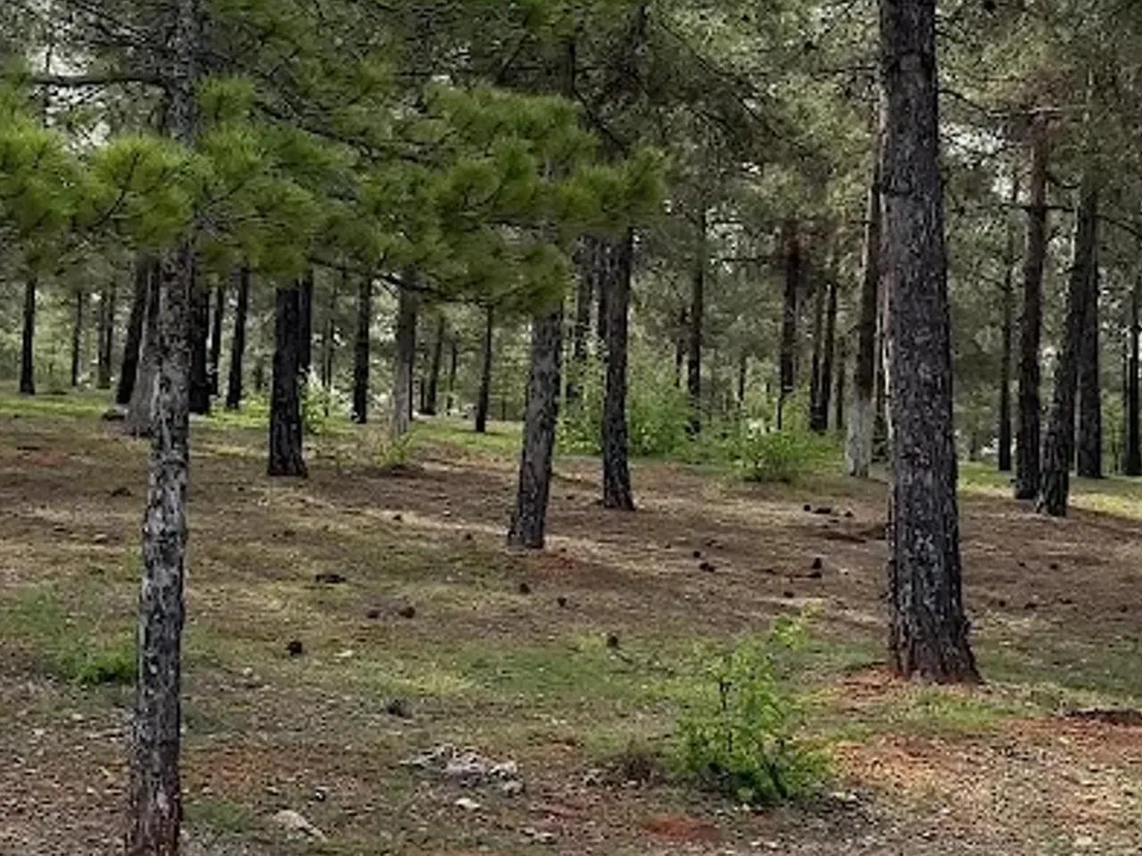 Alleben-Yamaçtepe Tabiat Parkı - 3