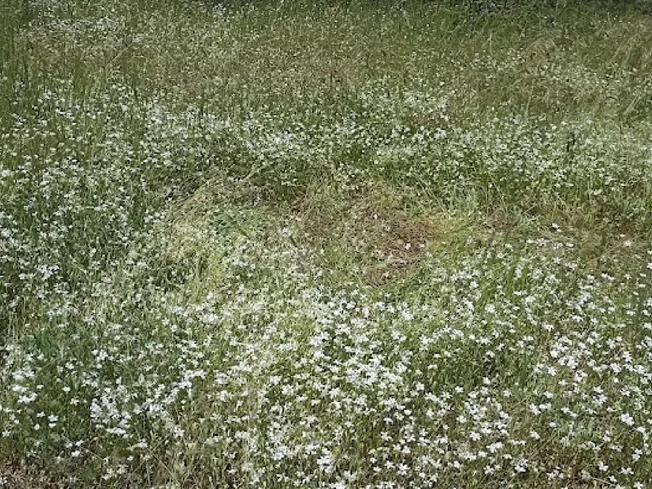Aluçdağı Tabiat Parkı - 2