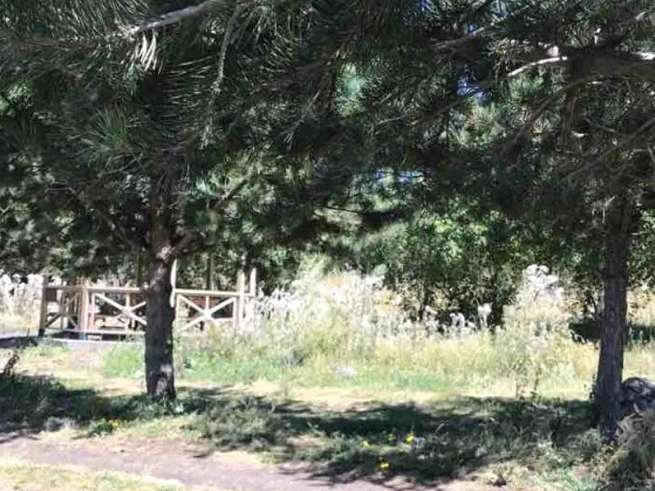 Arpaçay,Ardahan Damal Yolu - 1