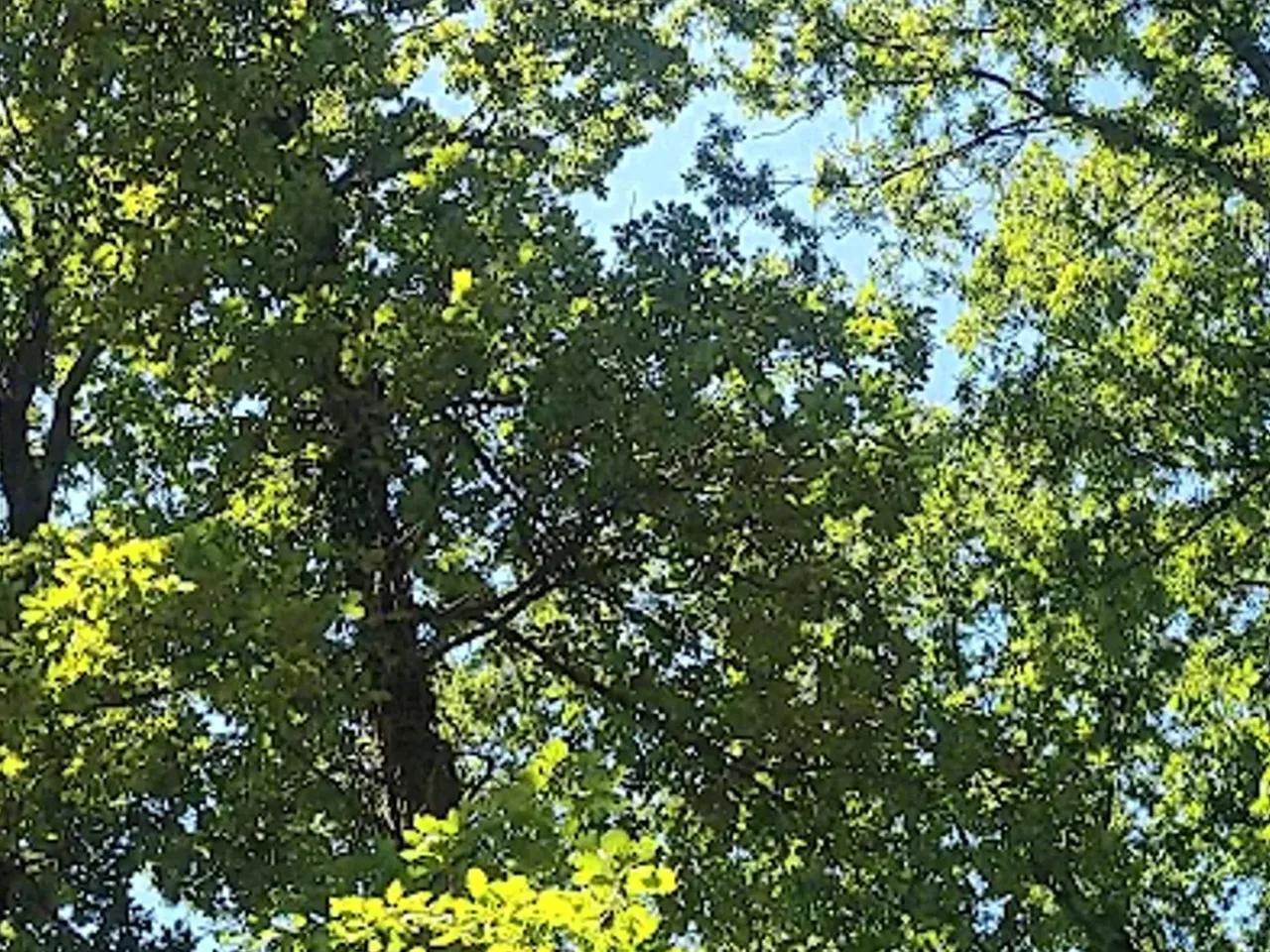 Avcıkoru Tabiat Parkı