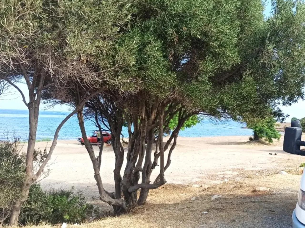 Aydin,Didim Gulubahce Yolu - 2