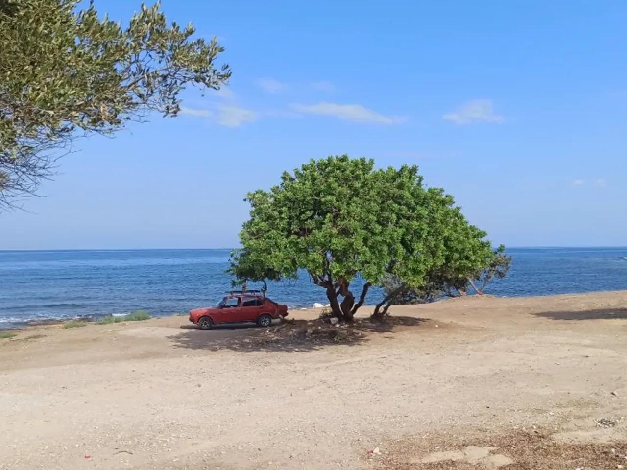 Aydin,Didim Gulubahce Yolu - 3