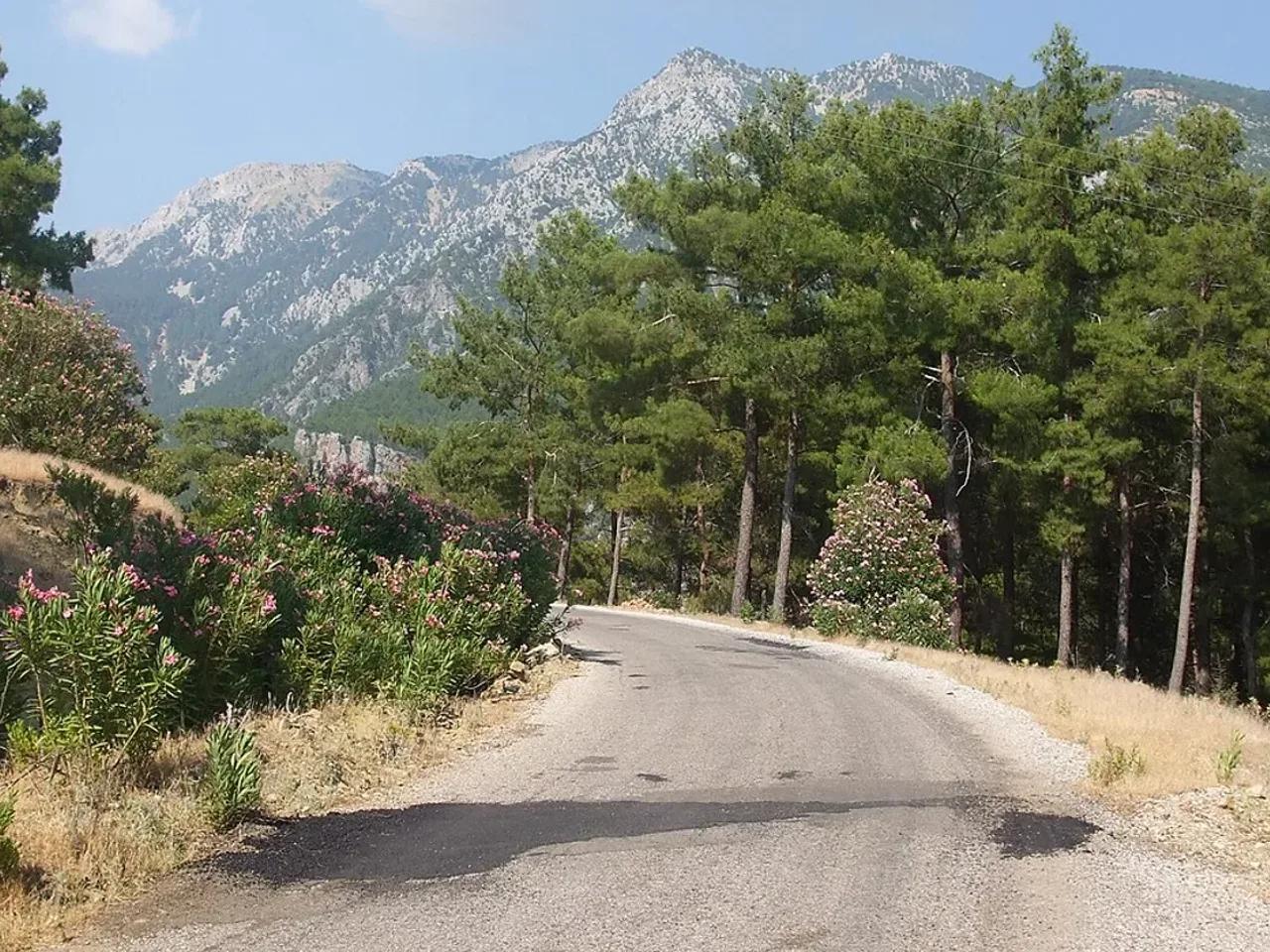 Ballık Köyü Sediri Tabiat Anıtı - 2