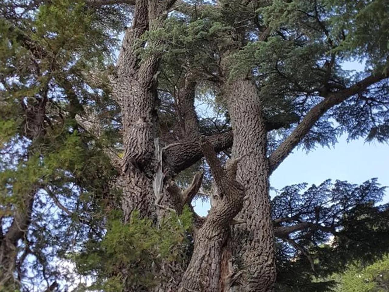 Barla Sedir Ağacı Tabiat Anıtı