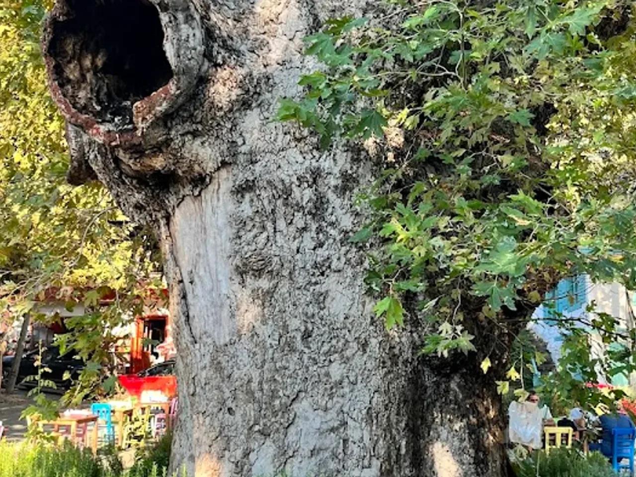 Bayır Çınarı Tabiat Anıtı