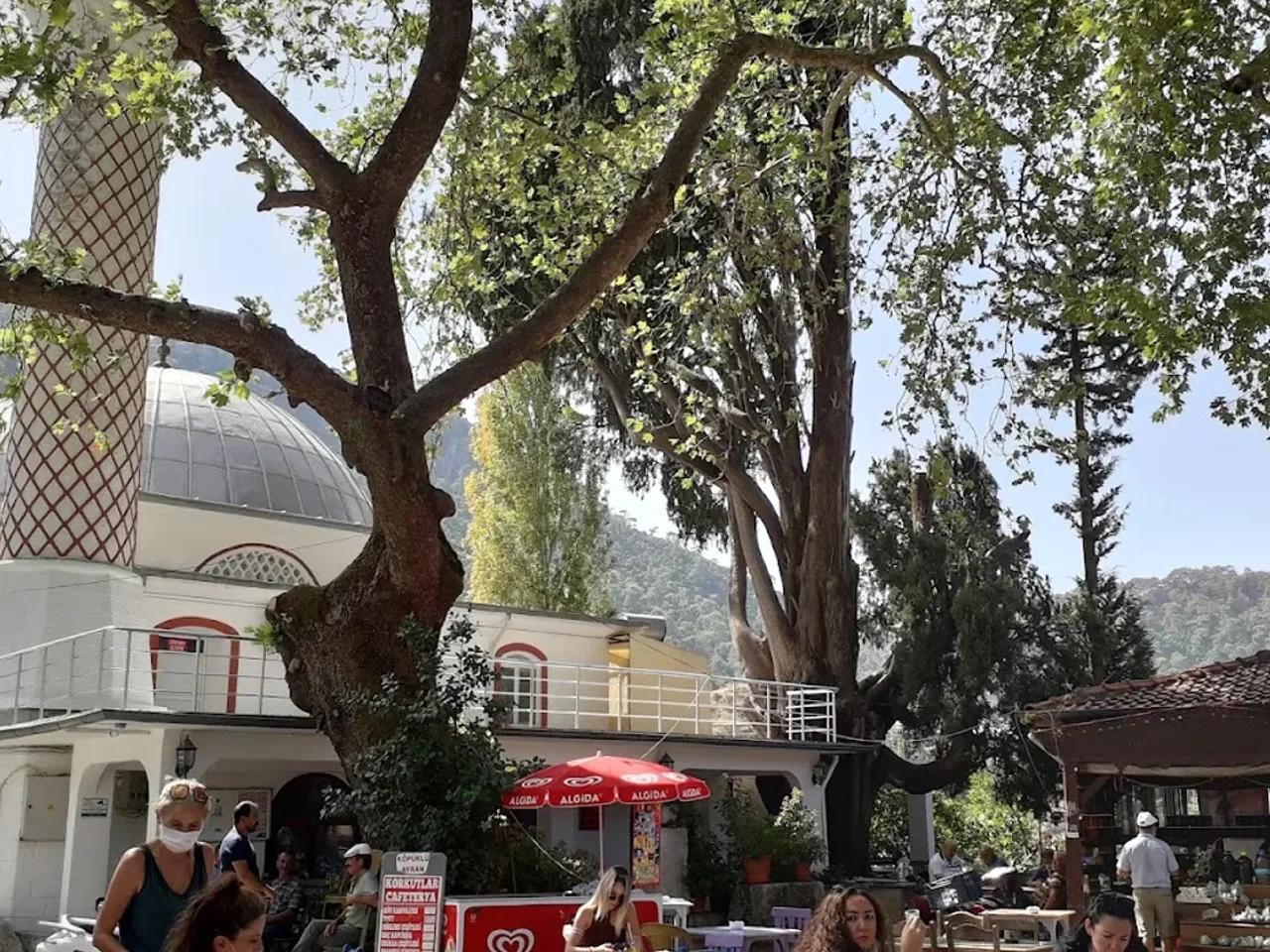 Bayır Servi Ağacı Tabiat Anıtı - 2