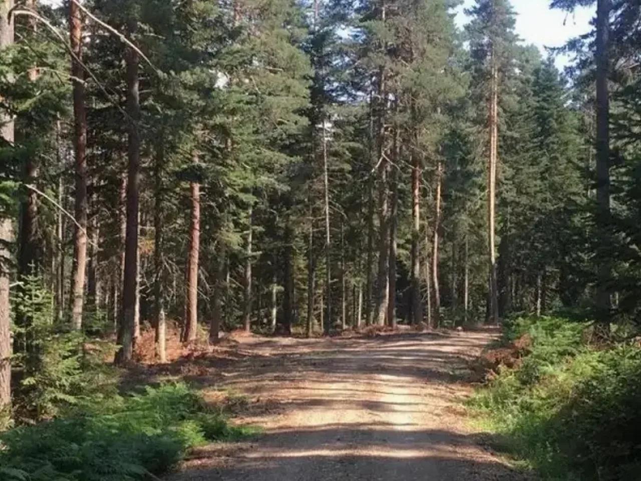 Beşpınarlar Tabiat Parkı - 2