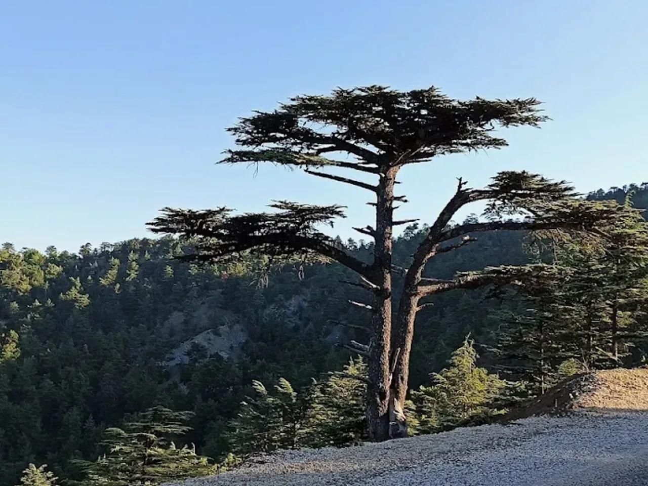 Bey Dağları Kamp Alanı - 2