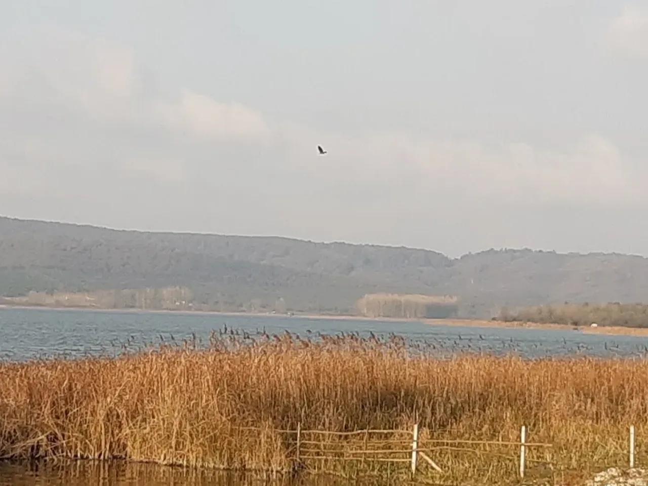 Büyük Akgöl Sulak Alanı - 2