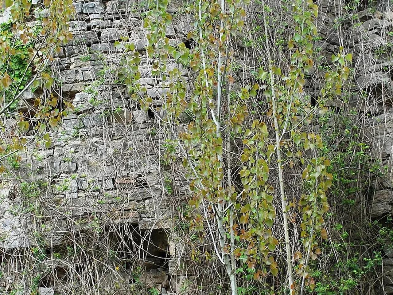 Büyük Akgöl Sulak Alanı - 5