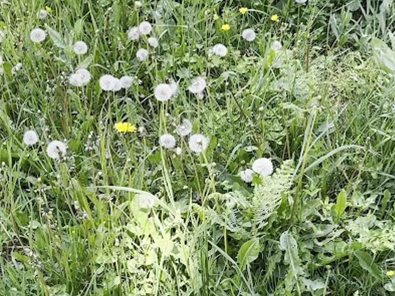 Çalcamili Tabiat Parkı - 2