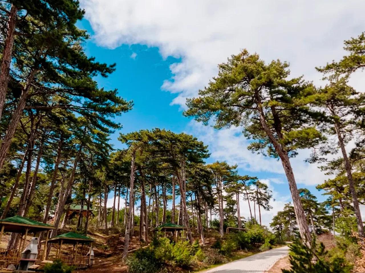 Çamlıca Tabiat Parkı (Kütahya)