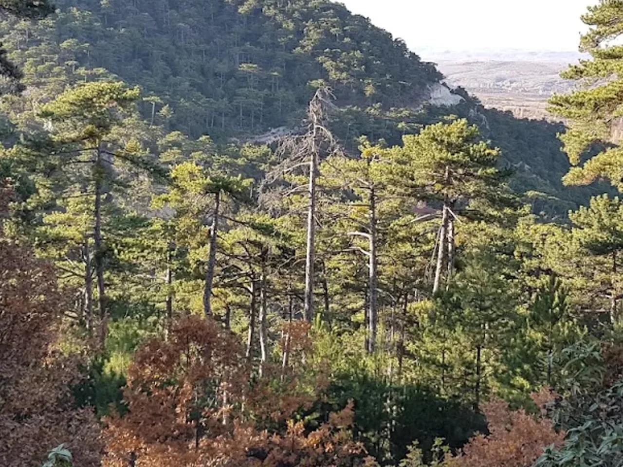 Çamlıca Tabiat Parkı (Kütahya) - 4
