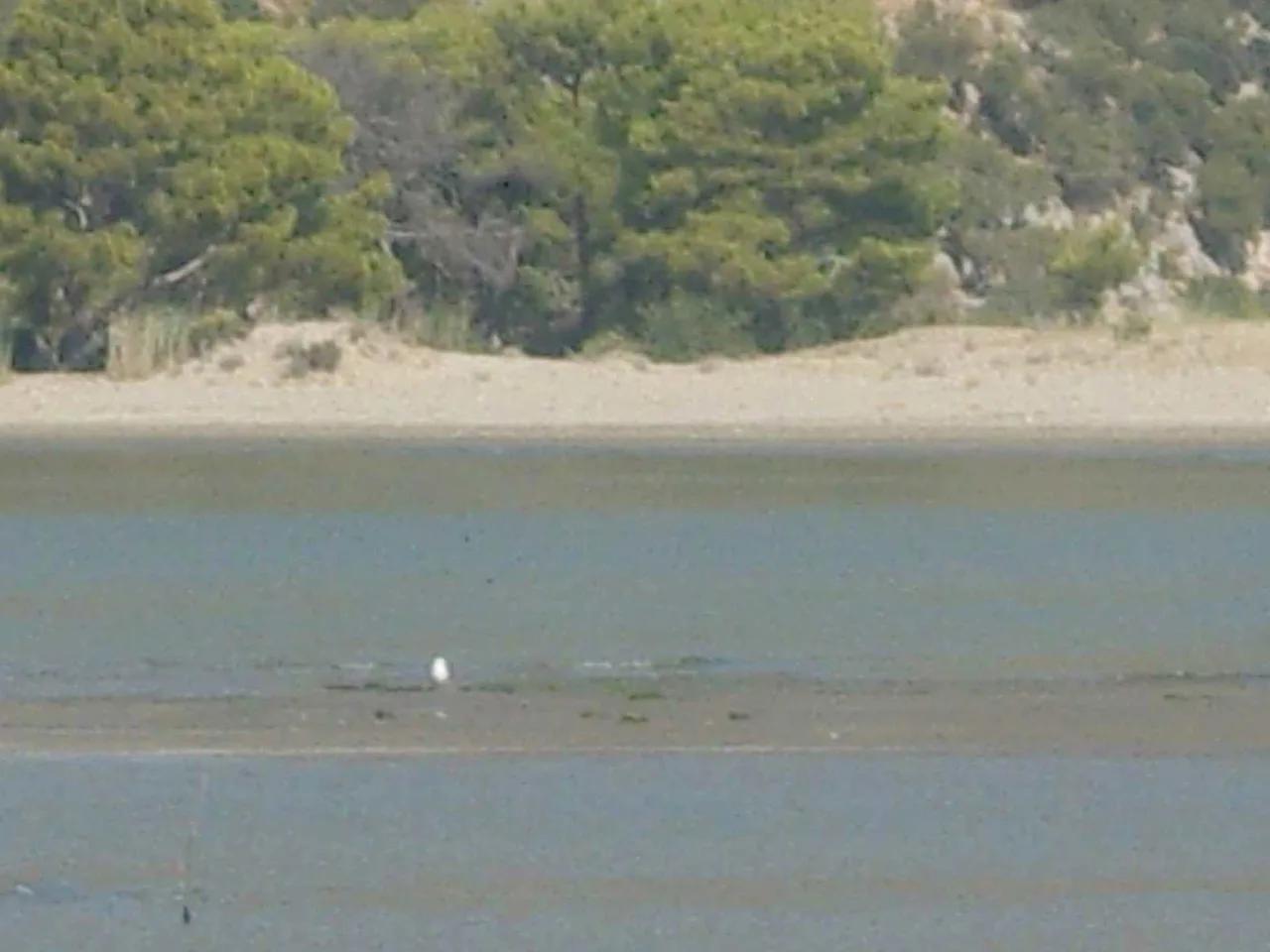 Çayağzı Plajı
