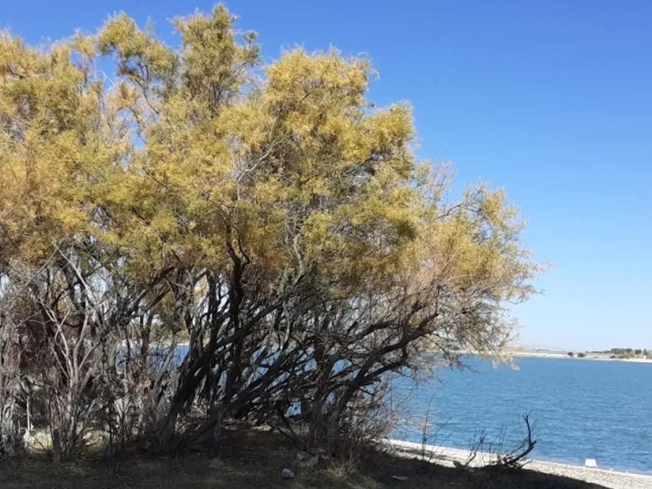 Cemil,Damsa Barajı - 3