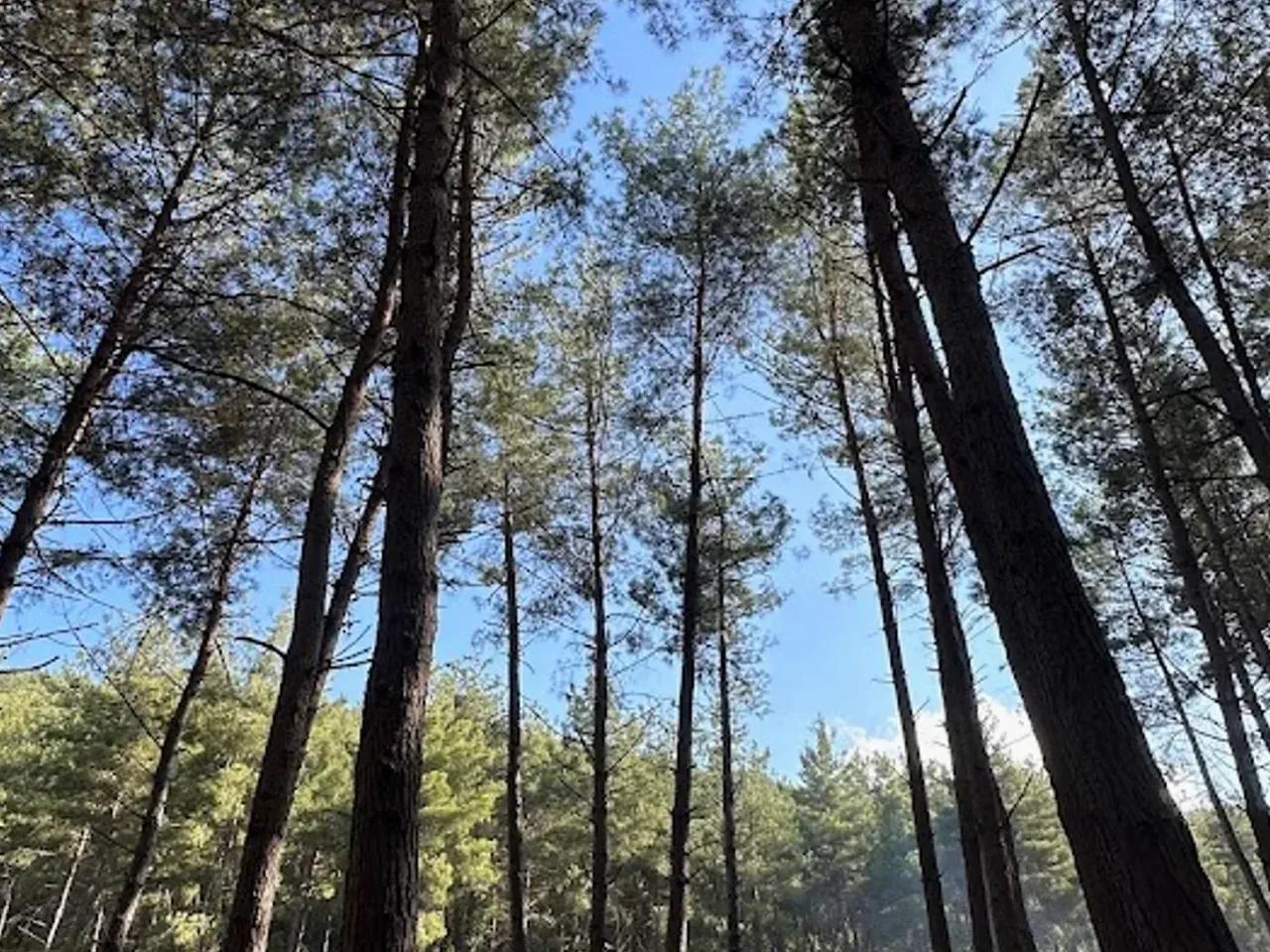 Çiftmazı Tabiat Parkı