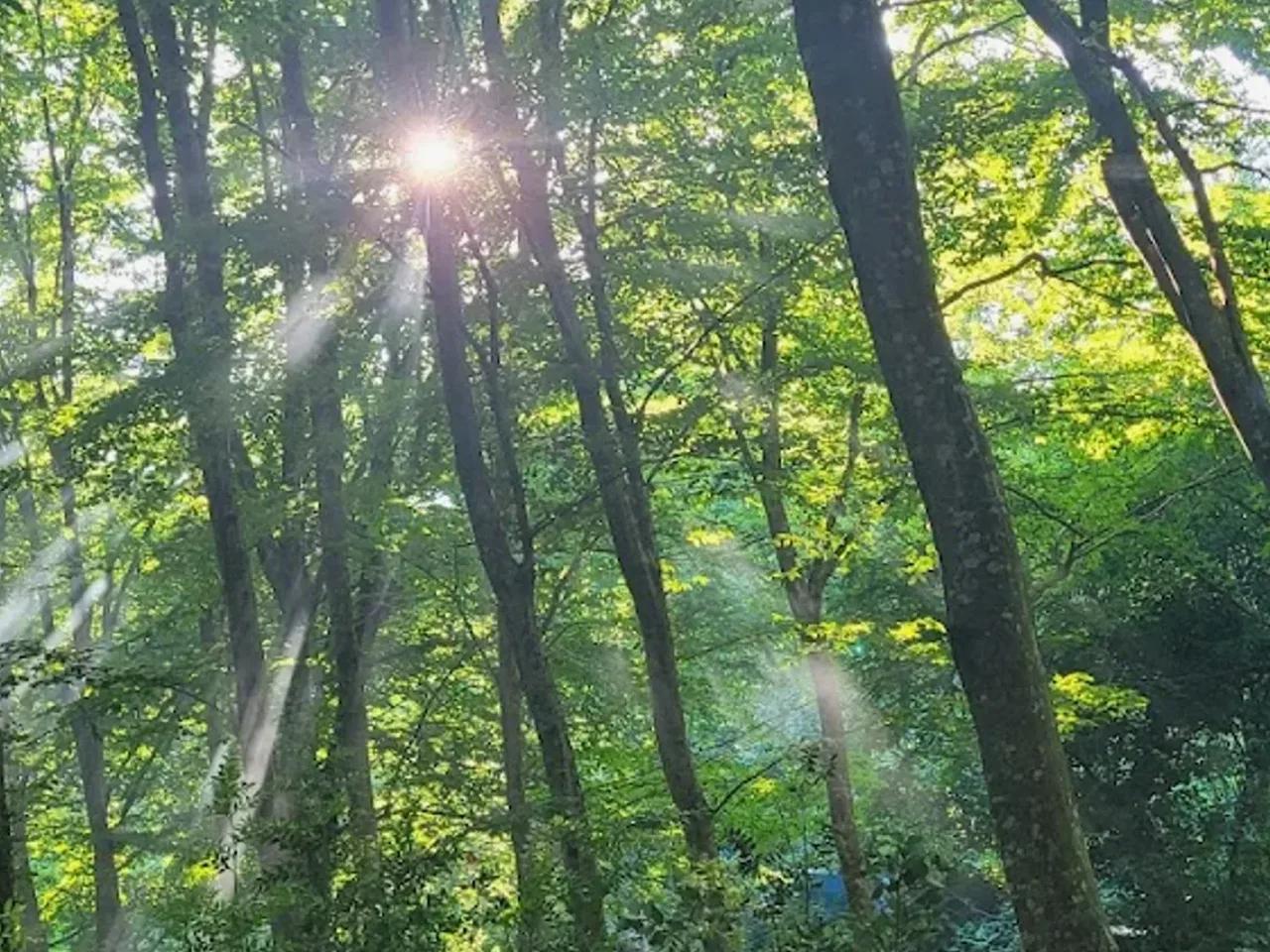 Çilingoz Tabiat Parkı - 2