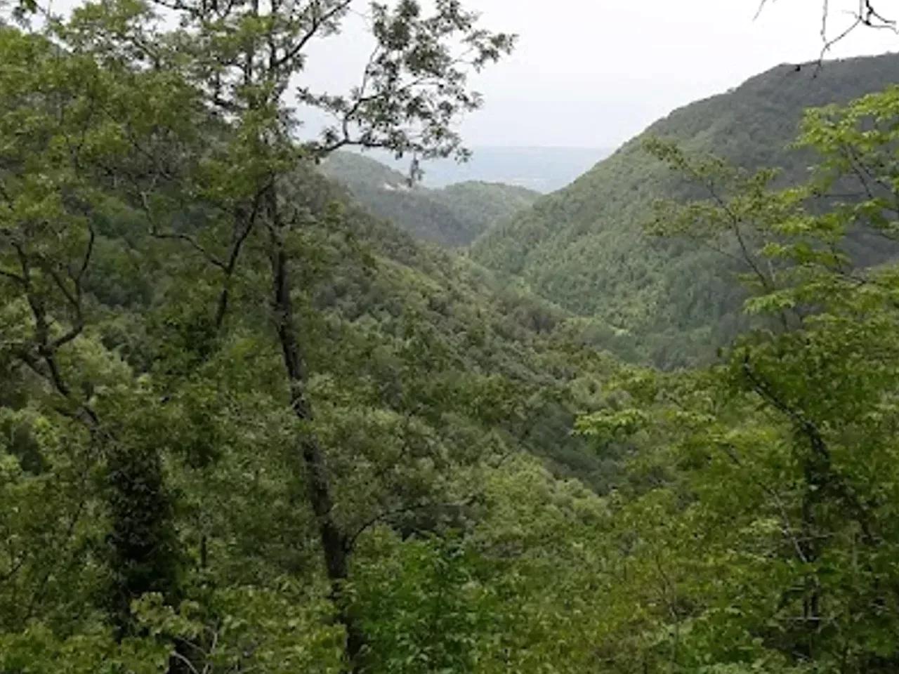 Cıvık Yayla