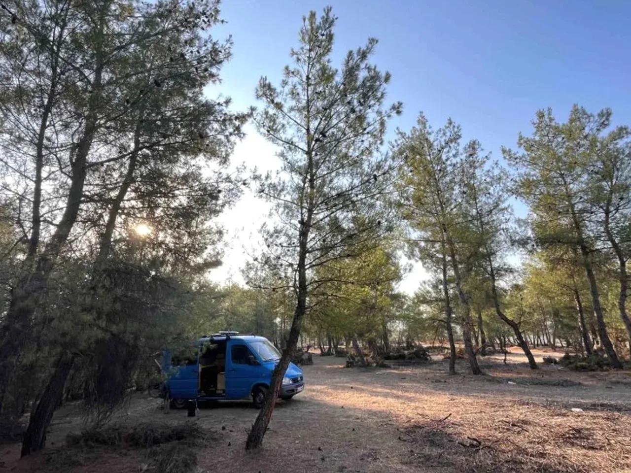Dandalas Mevkii, - 2
