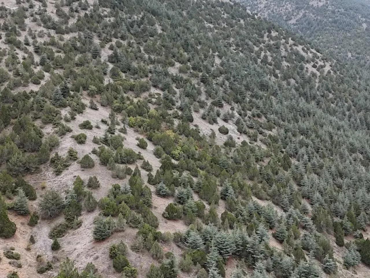 Dandindere Tabiatı Koruma Alanı - 2