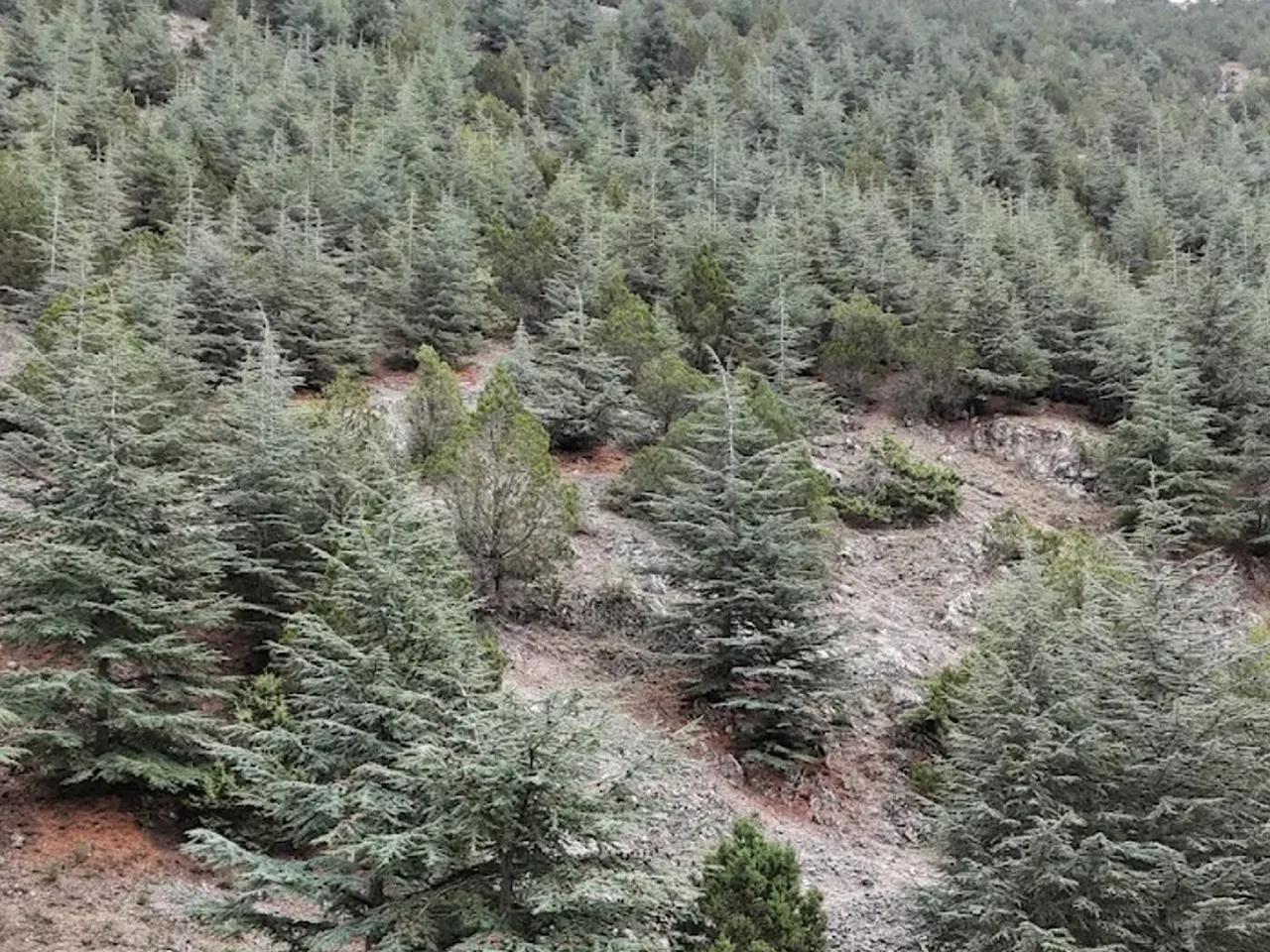 Dandindere Tabiatı Koruma Alanı - 3