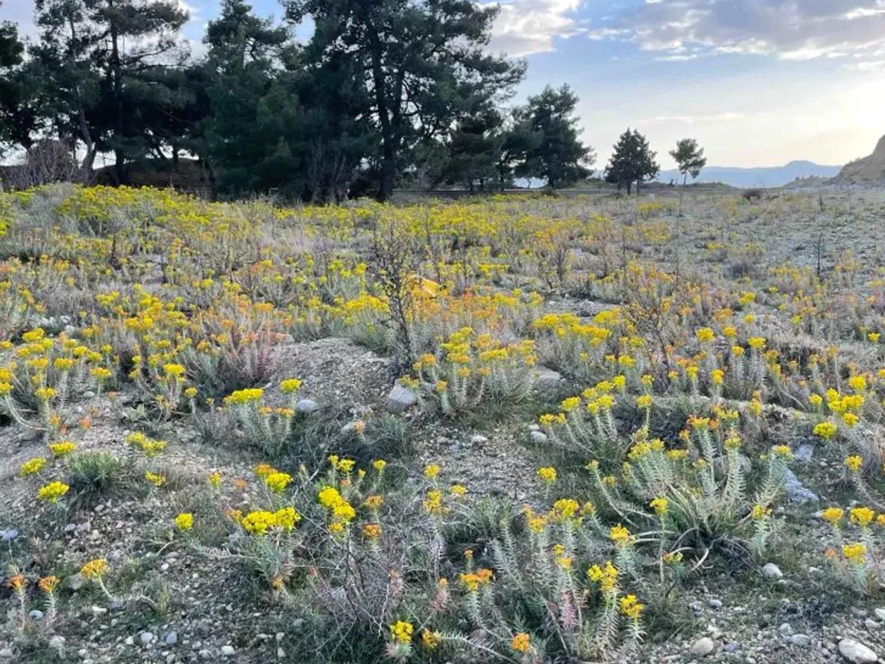 Dazkırı,Afyon Denizli Yolu - 1