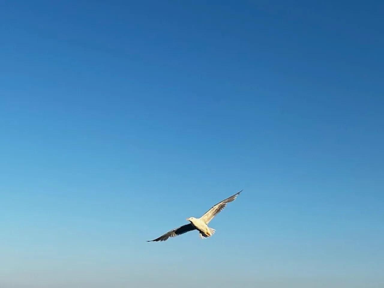 Delikli Koy - 2