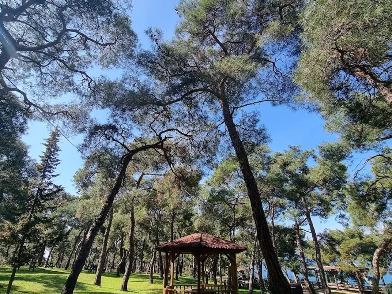 Dilburnu Tabiat Parkı