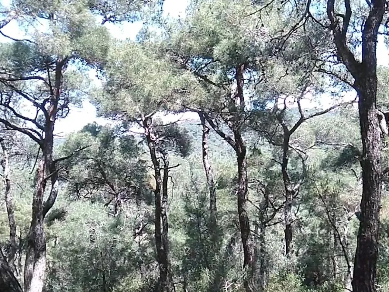 Dilburnu Tabiat Parkı - 3