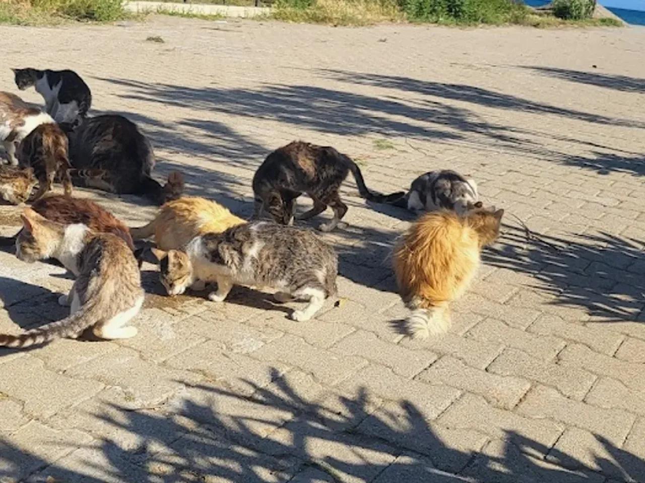 Doğanbey Havacılar Sitesi Önü - 2
