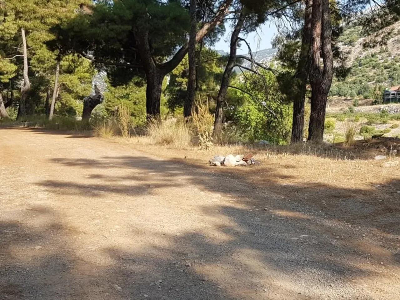 Düzlerçamı, - 2