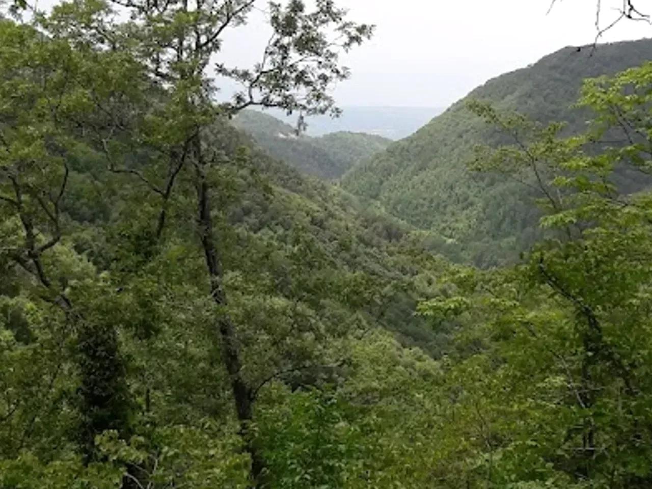 Ericek Yaylası - 1