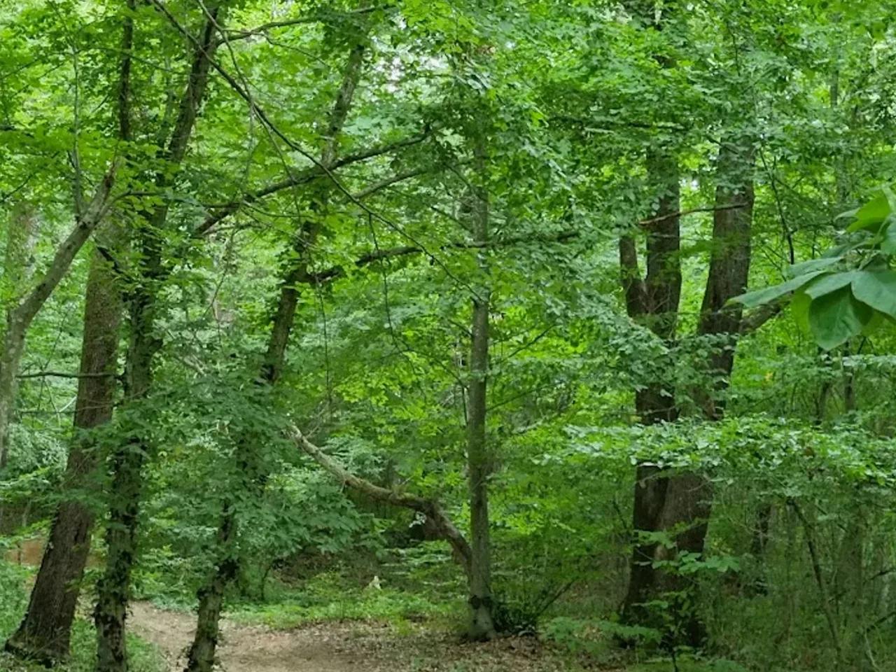 Falih Rıfkı Atay Tabiat Parkı - 3