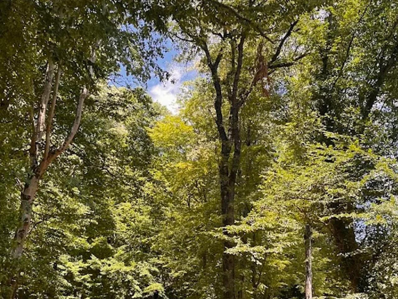 Falih Rıfkı Atay Tabiat Parkı - 4