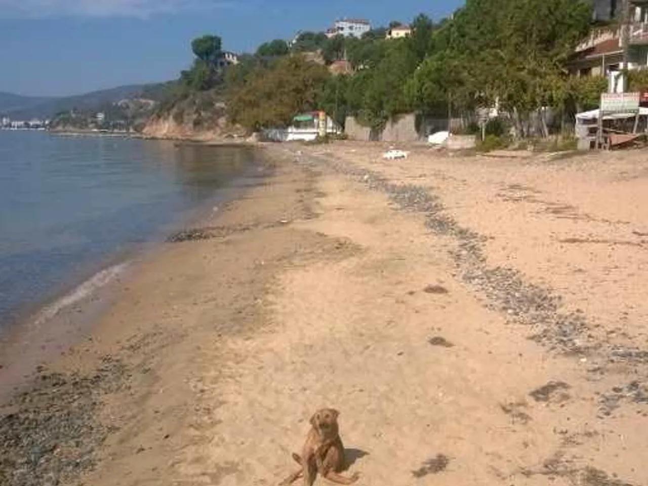 Fıstıklı Köy Sahili - 4