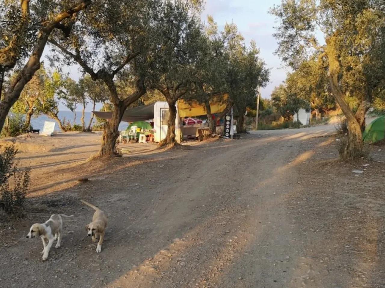 Gemlik Mudanya Yolu - 1
