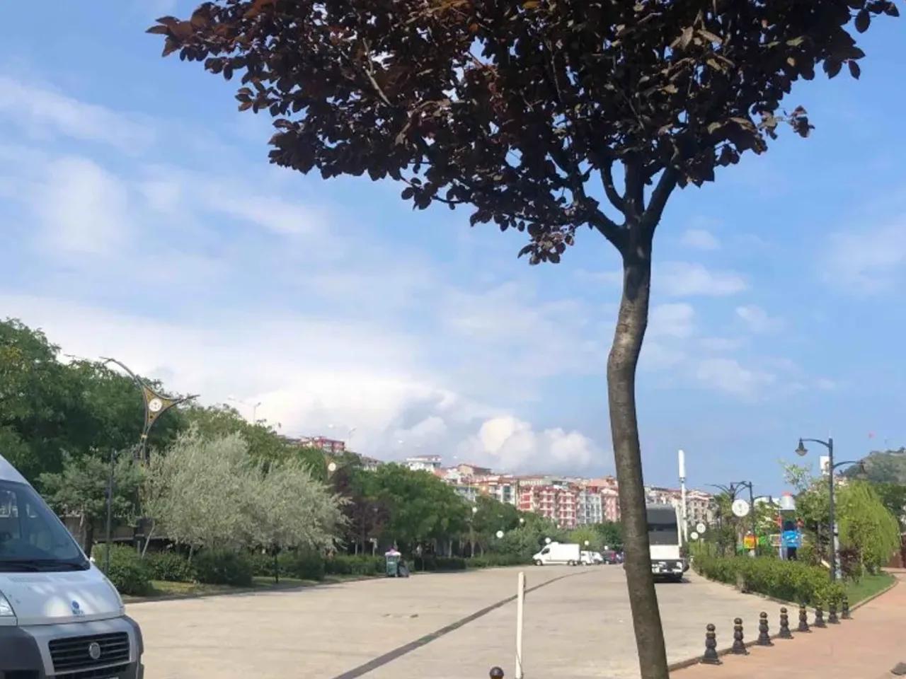 Giresun Merkez,61 Sümbüllük Sokak - 3