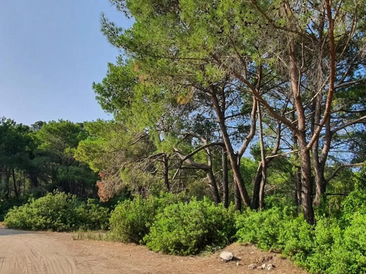 Gökyazı,Çayağzı Yolu - 2