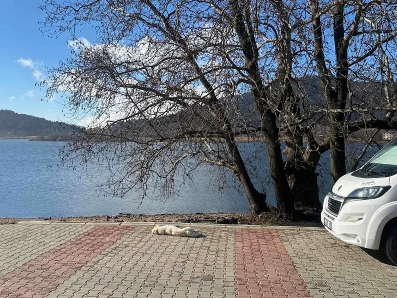 Gölcük ,35 Mavigöl Caddesi - 2