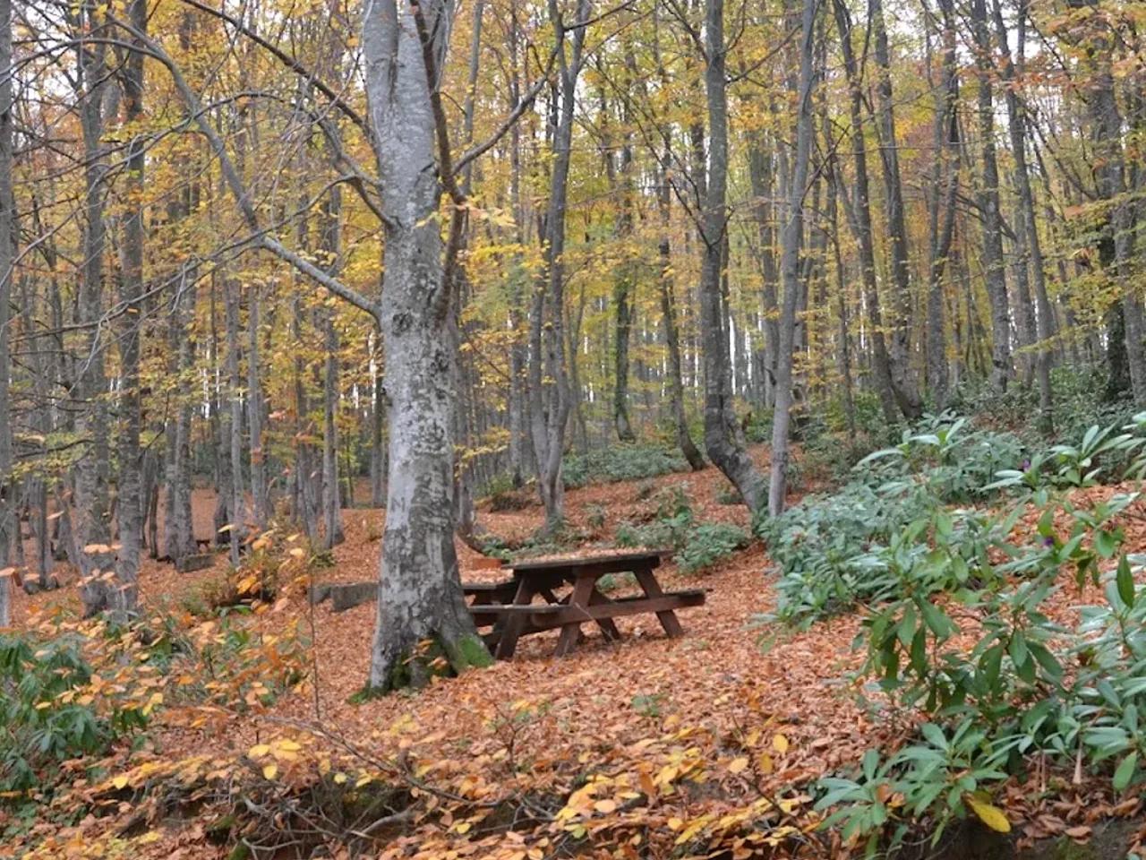 Göldağı Tabiat Parkı
