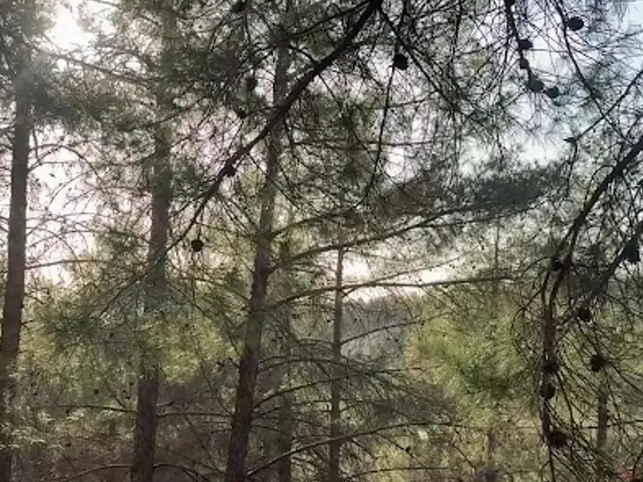 Gölpınar Tabiat Parkı - 3