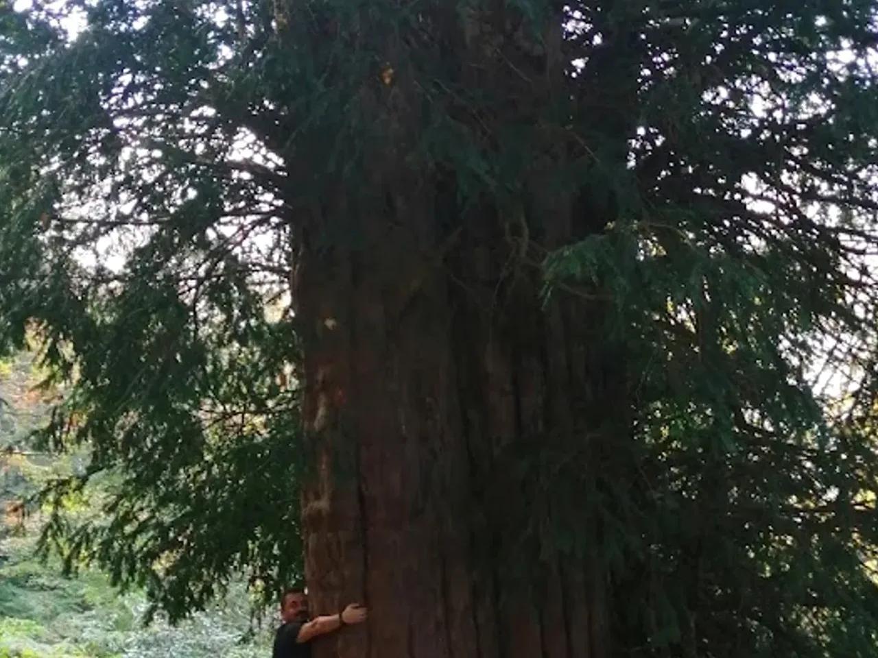 Gümeli Tabiat Anıtı - 2