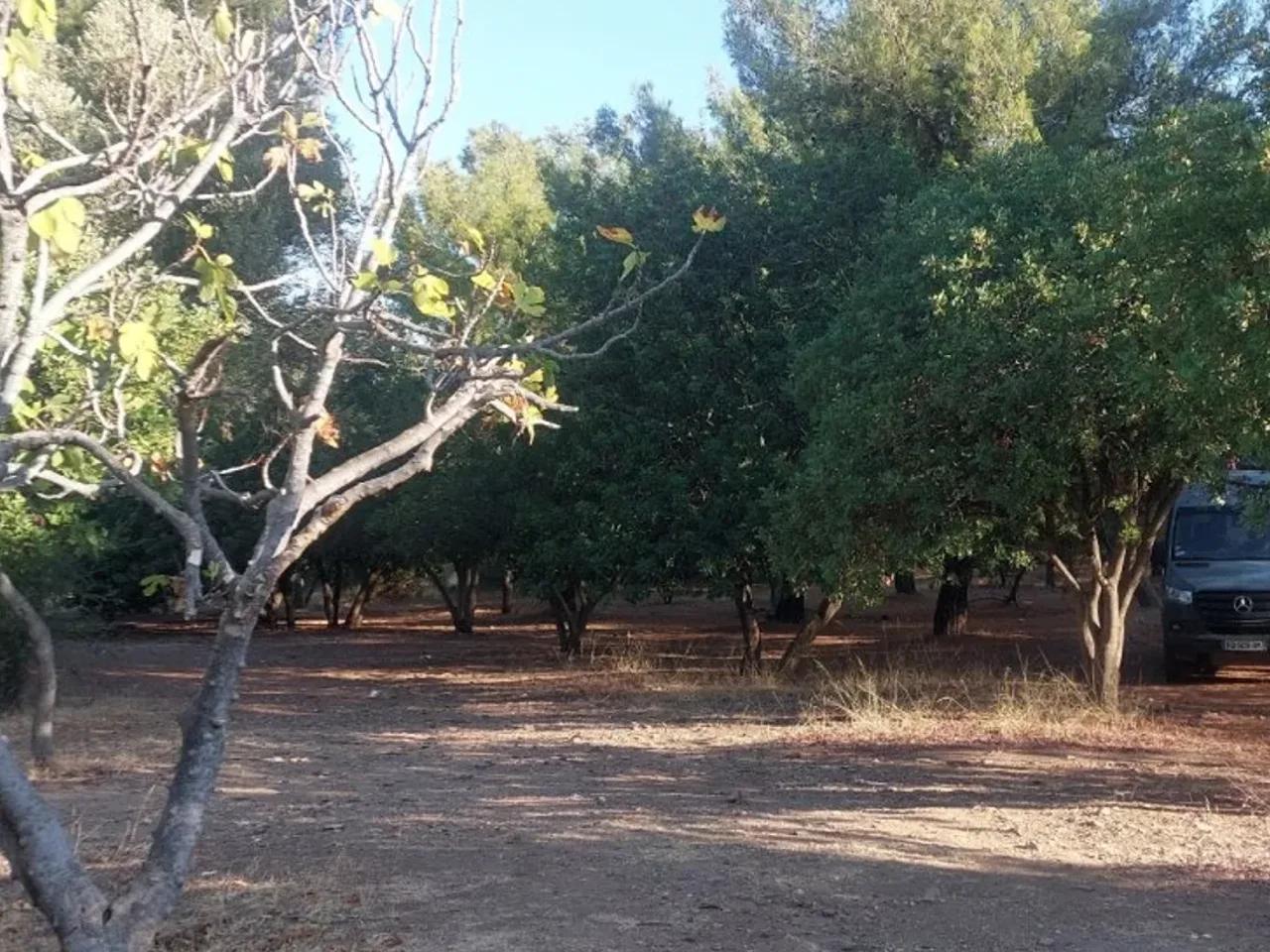 Güzelçamlı, - 1